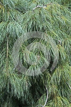 Weeping white pine tree