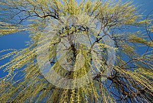 Weeping Willow