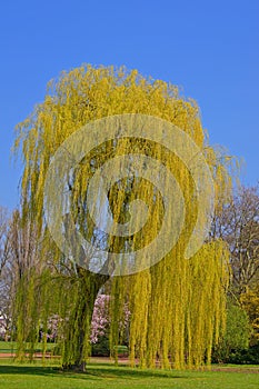 Weeping willow