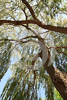 Weeping Willow