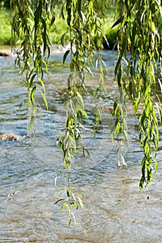 Weeping Willow