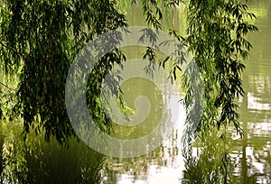 Weeping Willow