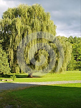 Weeping willow