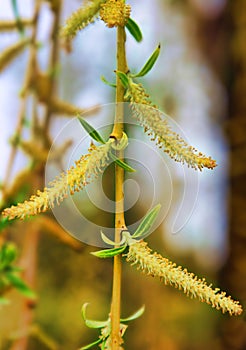 Weeping willow