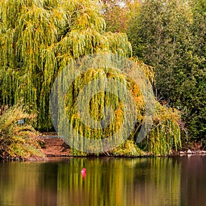 Weeping willow in autumn, reflections in water mirror