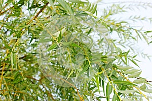 Weeping willow background