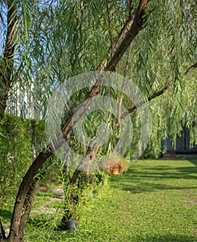 Weeping willow background in the garden