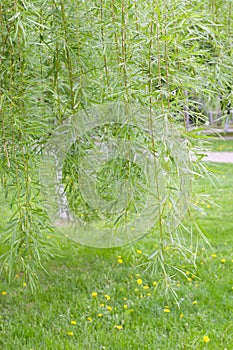 Weeping willow background