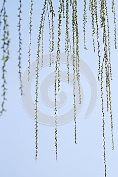 Weeping willow photo