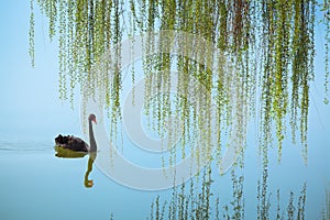 Weeping willow and black swan photo