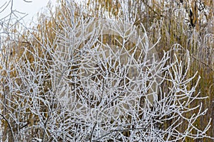 Weeping willow bombarded with ice fog. Frost on tree branches in frosty weather