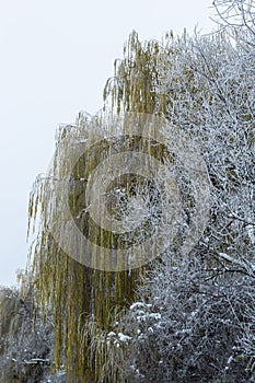 Weeping willow bombarded with ice fog. Frost on tree branches in frosty weather