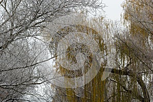 Weeping willow bombarded with ice fog. Frost on tree branches in frosty weather