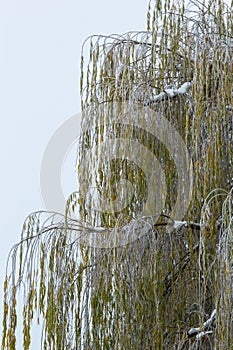 Weeping willow bombarded with ice fog. Frost on tree branches in frosty weather