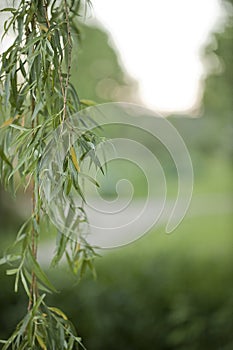 Weeping willow branch with leaves on a blurry background
