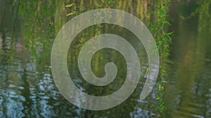 Weeping willow branch over river