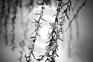 Weeping willow branches swaying in the breeze