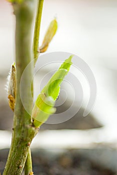 Weeping willow buds