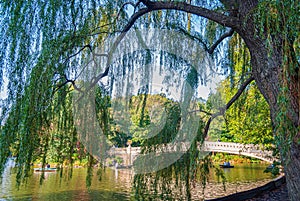 Weeping Willow Central Park