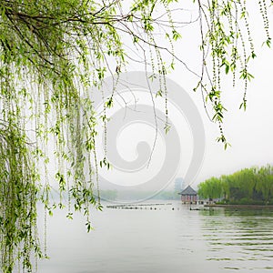 Weeping willow by Daming Lake.