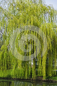 Weeping willow in early spring