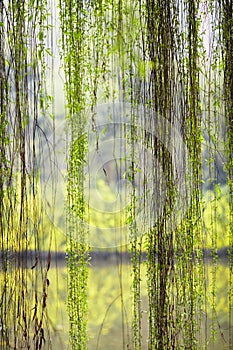 Weeping willow foliage