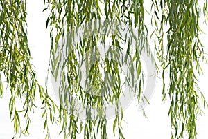 Weeping willow foliage photo