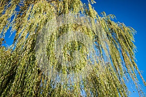 Weeping willow foliage