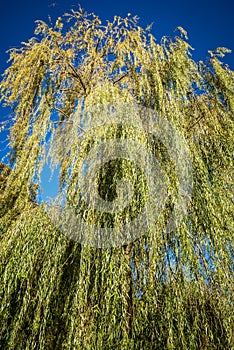 Weeping willow foliage