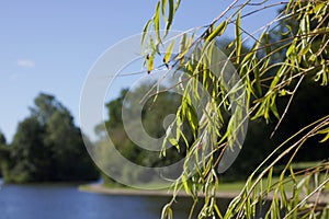 Weeping willow foliage in foreground with lake and grass in background