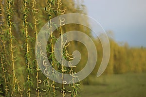 weeping willow in a garden