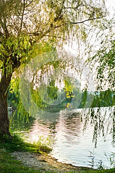 Weeping willow on the lake in the park. the summer sunset is beautiful. coolness and pacification. beautiful nature