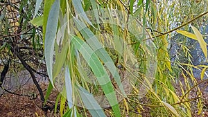 Weeping willow leaves, bottom-up view from left to right. Willow leaves against coronavirus 100% remedy.