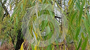 Weeping willow leaves, bottom-up view from left to right. Willow leaves against coronavirus 100% remedy.