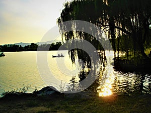 Weeping willow, luminescence, evanescence, lake, boat and fairytale atmosphere