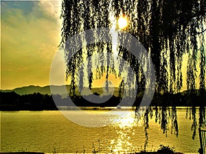 Weeping willow, luminescence, evanescence, lake, light and fairytale atmosphere