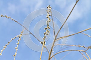 A weeping willow opens its buds against the blue sky in early spring