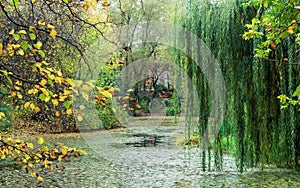 Weeping willow over the lake in the autumn park