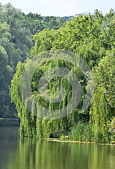 Weeping willow over lake
