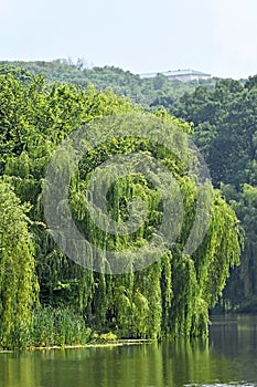 Weeping willow over lake