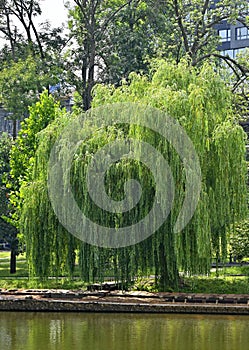 Weeping willow over lake