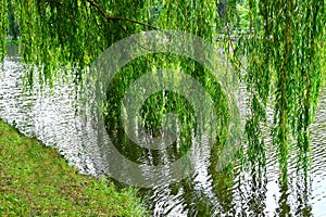 Weeping willow over lake