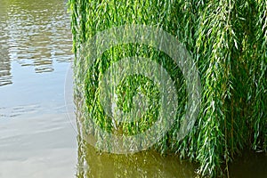 Weeping willow over lake