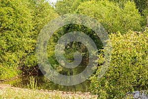 Weeping willow over the river