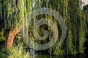 Weeping willow on a pond, france