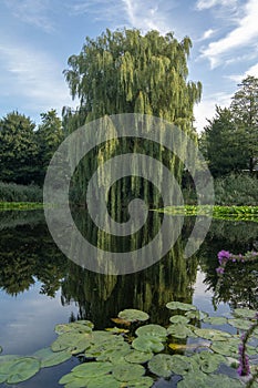 Weeping willow reflection in lake with waterlilies