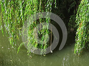 Weeping willow on river