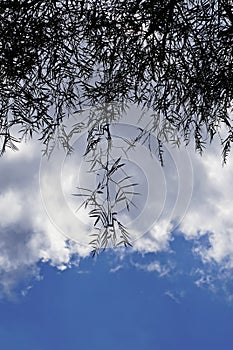 Weeping willow, Salix babylonica, foliage and sky with clouds