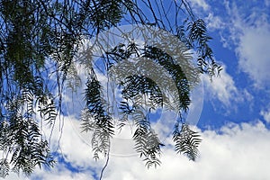 Weeping willow, Salix babylonica, foliage and sky with clouds