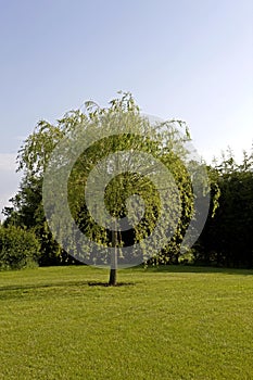 Weeping Willow, salix babylonica, Normandy